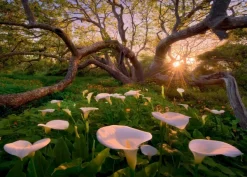Heye Adamus Marc - Marc Adamus - Calla Clearing* Forêts, Fleurs Et Jardins|De 1 000 Pièces