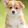 Nathan Adorable Corgi* Chiens|De 500 À 999 Pièces