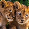 Nathan Adorable Lion Babies*Enfant À Partir De 9 Ans|Animaux Sauvages