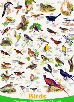 Eurographics Affiche sur les Oiseaux*Enfant Puzzles Pour Enfants|Oiseaux