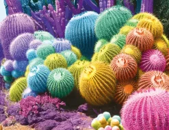 Nathan Arc-en-Ciel de Cactus* De 2 000 Pièces|De 2 000 Pièces