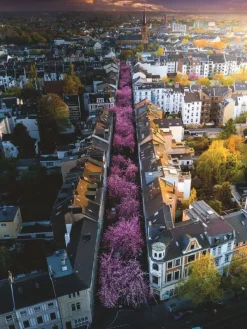 Ravensburger Bonn en Fleurs* De 1 500 Pièces|De 1 500 Pièces