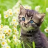 Ravensburger Chaton dans le Pré* Chats|Forêts, Fleurs Et Jardins
