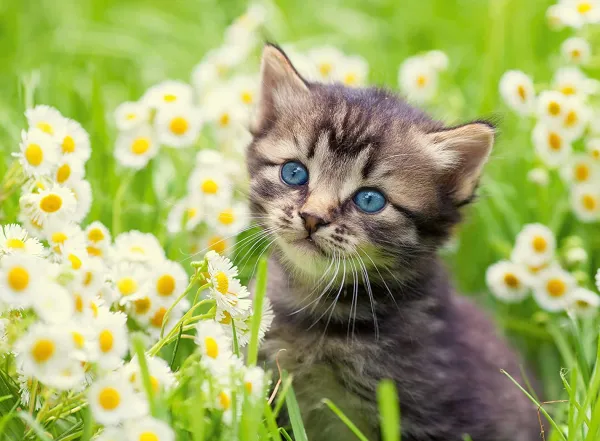Ravensburger Chaton dans le Pré* Chats|Forêts, Fleurs Et Jardins