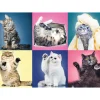 Trefl Chatons*Femme Chats|Humour, Satire Et Wasgij