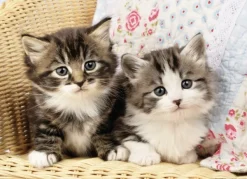 Nathan Chatons*Enfant Chats|Dès 6 Ans : 50 À 100 Pièces