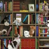 Cobble Hill Chatons de Bibliothèque* Chats|De 1 000 Pièces
