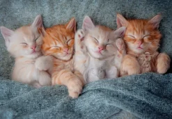 Castorland Chatons Mignons* Chats|De 1 000 Pièces