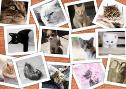 Grafika Chats* De 2 000 Pièces|De 2 000 Pièces