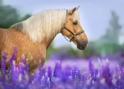 Bluebird Puzzle Cheval dans un Champ de Lupin* Chevaux|Dès 9 Ans : 251 À 399 Pièces