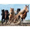 Trefl Chevaux* Chevaux|De 1 000 Pièces