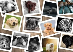 Grafika Chiens* De 2 000 Pièces|De 2 000 Pièces