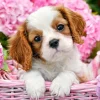 Castorland Chiot en Fleurs Roses* Chiens|De 500 À 999 Pièces