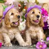 Enjoy Puzzle Chiots aux Chapeaux de Fleurs*Femme Chiens|Humour, Satire Et Wasgij