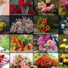 Grafika Collage - Bouquets de Fleurs* De 1 500 Pièces|De 1 500 Pièces