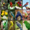 Grafika Collage - Oiseaux Colorés* De 1 500 Pièces|De 1 500 Pièces
