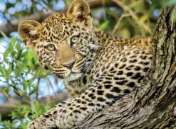 Nathan Dans les Yeux du Léopard* Animaux Sauvages|De 500 À 999 Pièces