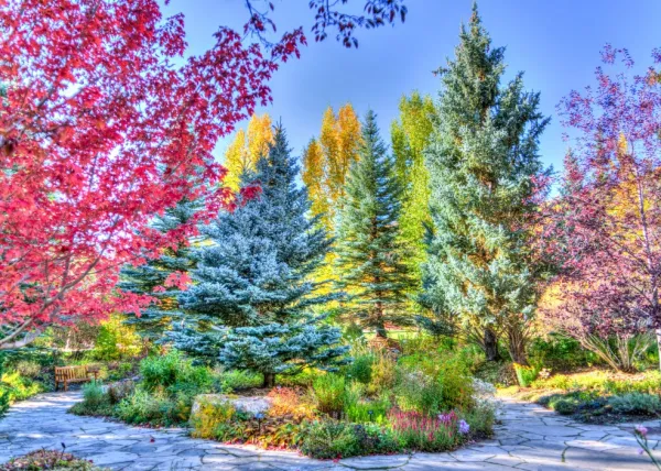 Grafika Forêt Colorée, Colorado, USA*Femme Zen Et Bien Être|Forêts, Fleurs Et Jardins