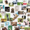 Ravensburger Funny Animals Collage*Femme De 1 500 Pièces|De 1 500 Pièces