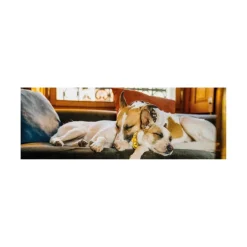 Dino Gump II - Panoramique Puzzle*Femme/Enfant À Partir De 9 Ans|Chiens