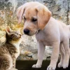 Bluebird Puzzle Kitten and Puppy*Femme Chiens|Chats