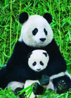 Eurographics La Famille Panda* Animaux Sauvages|Animaux De La Forêt