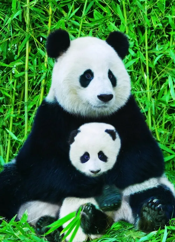 Eurographics La Famille Panda* Animaux Sauvages|Animaux De La Forêt