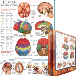 Eurographics Le cerveau*Enfant Puzzles Pour Enfants|De 1 000 Pièces