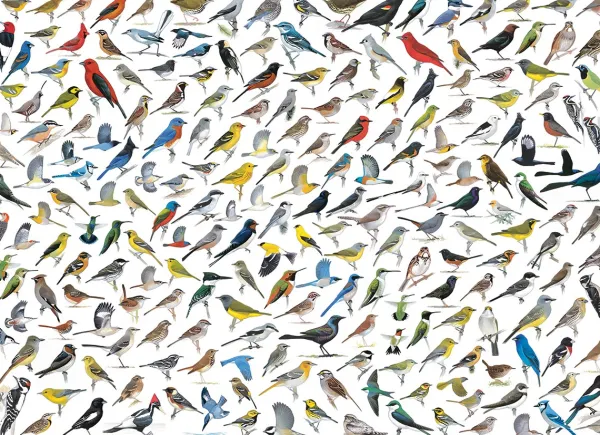 Eurographics Le Monde des Oiseaux* Oiseaux|Collages