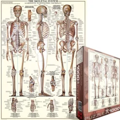 Eurographics Le Squelette*Enfant Puzzles Pour Enfants|De 1 000 Pièces