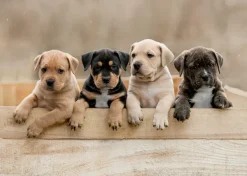 Nathan Les American Staffordshire Terriers*Enfant Chiens|Dès 6 Ans : 50 À 100 Pièces