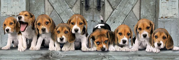 Clementoni Les Beagles* Panoramique|Chiens