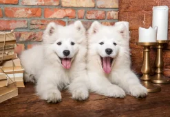 Castorland Les Chiots Samoyèdes Disent Bonjour* Chiens|De 1 000 Pièces