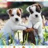 Nathan Les Petits Jack Russell*Enfant Chiens|Forêts, Fleurs Et Jardins