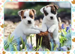 Nathan Les Petits Jack Russell*Enfant Chiens|Forêts, Fleurs Et Jardins