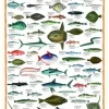 Eurographics Les poissons*Enfant Puzzles Pour Enfants|Animaux Marins