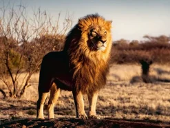 Ravensburger Lion* De 1 500 Pièces|De 1 500 Pièces