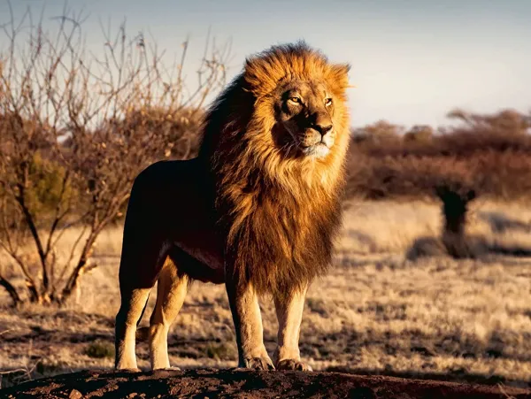 Ravensburger Lion* De 1 500 Pièces|De 1 500 Pièces