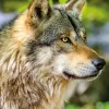 Nathan Loup Gris Européen* Loups|De 1 000 Pièces