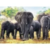 Trefl Éléphants africains* Pays D'Afrique|Éléphants