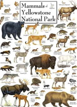 Master Pieces Mammals of Yellowstone National Park* Animaux Sauvages|États-Unis Et Canada