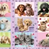 Schmidt Spiele Mes Amis les Animaux*Enfant Chiens|Chats