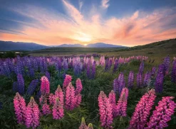 Ravensburger Nature Edition - Lupins* De 500 À 999 Pièces|De 500 À 999 Pièces