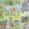 Cobble Hill Oiseaux de Jardin au Printemps* Oiseaux|Collages