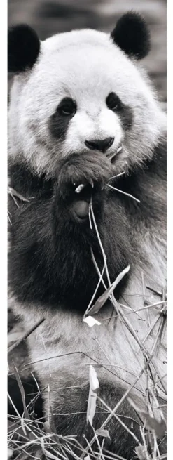 Dino Panda dans l'Herbe* Panoramique|Animaux Sauvages