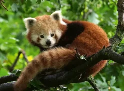 Ravensburger Panda Roux* Animaux De La Forêt|De 500 À 999 Pièces