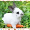 Nathan Petit Lapin et sa Carotte*Enfant Animaux De La Ferme|Déco Culinaire