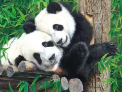 SunsOut Pièces XXL - Copains dans le Bambou*Enfant Animaux Sauvages|Animaux De La Forêt