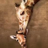 Eurographics Pièces XXL - Giraffe Mother's Kiss*Enfant Animaux Sauvages|De 500 À 999 Pièces