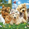 SunsOut Pièces XXL - Pups n Kittens*Enfant Chiens|Chats